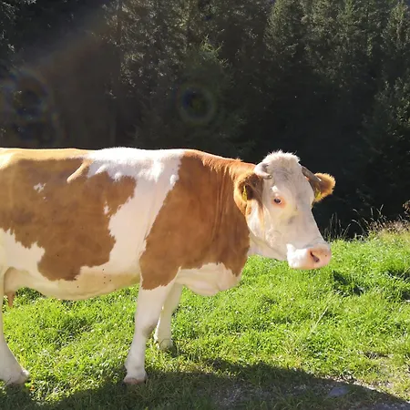 Berghaus Glockner, Niedermeyer *