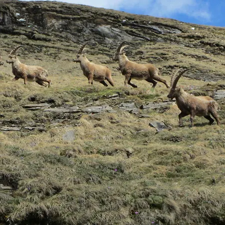 Berghaus Glockner, Niedermeyer Heiligenblut