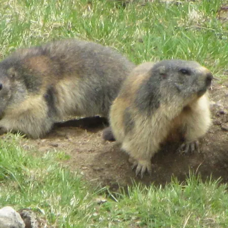 Berghaus Glockner, Niedermeyer * Heiligenblut