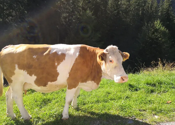 Berghaus Glockner, Niedermeyer *