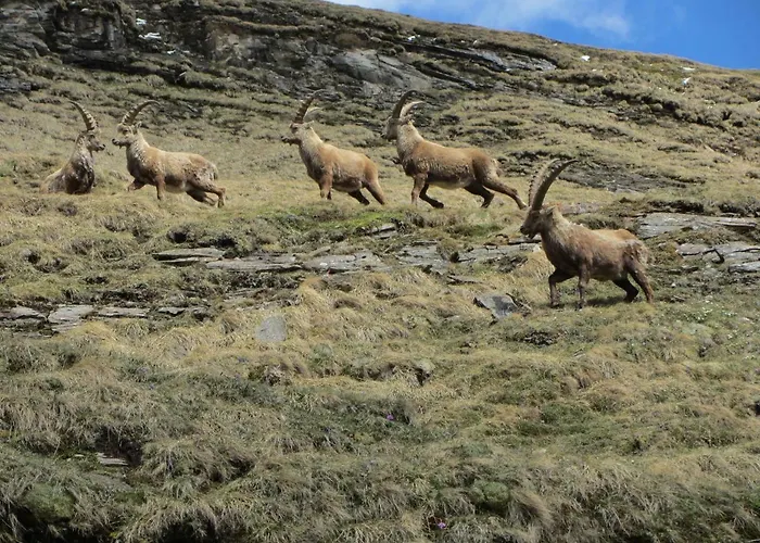 Berghaus Glockner, Niedermeyer Heiligenblut