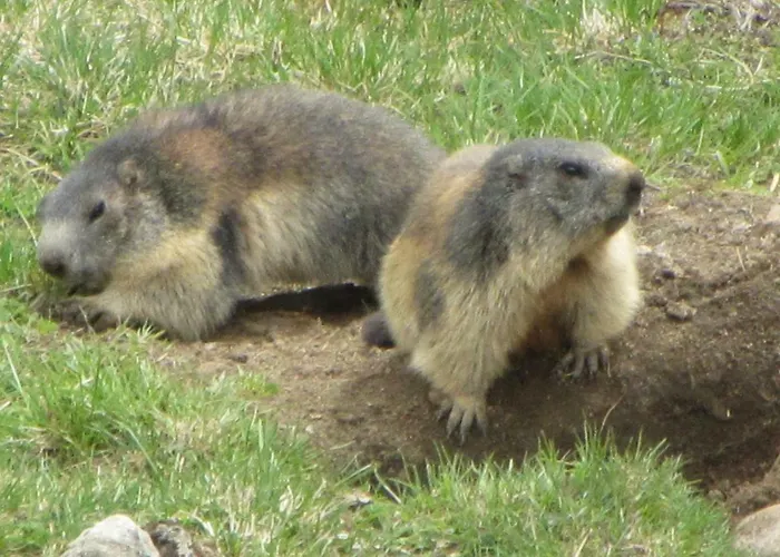 Berghaus Glockner, Niedermeyer * Heiligenblut